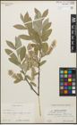 Foto von Salix glauca L.